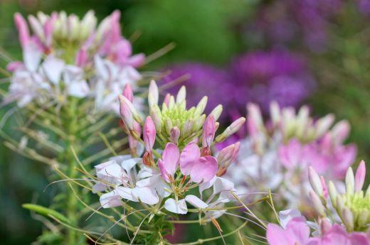 Kleoma Cleome spinosa 400 seeds - Vesta Market