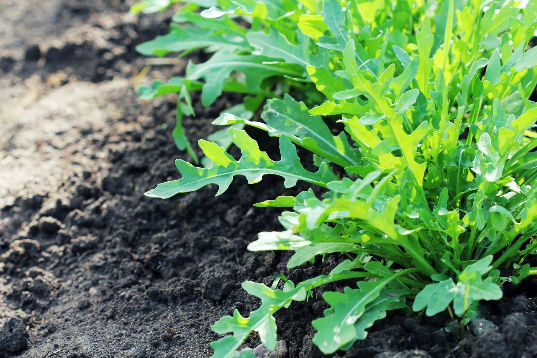Arugula Seeds 2g (around 800 seeds) - Vesta Market
