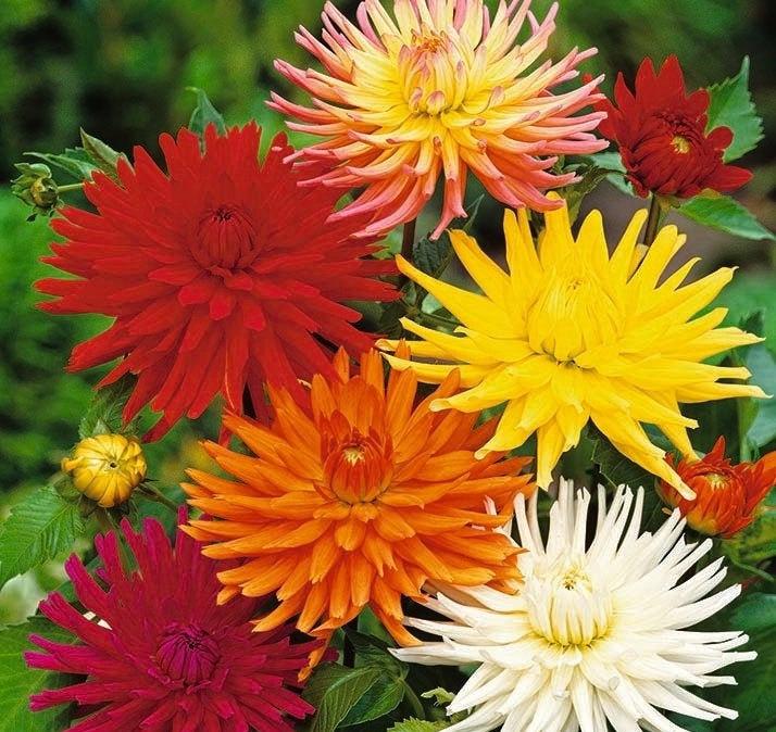 Dahlia Cactus Flower Mixed Colors 30 seeds - Vesta Market