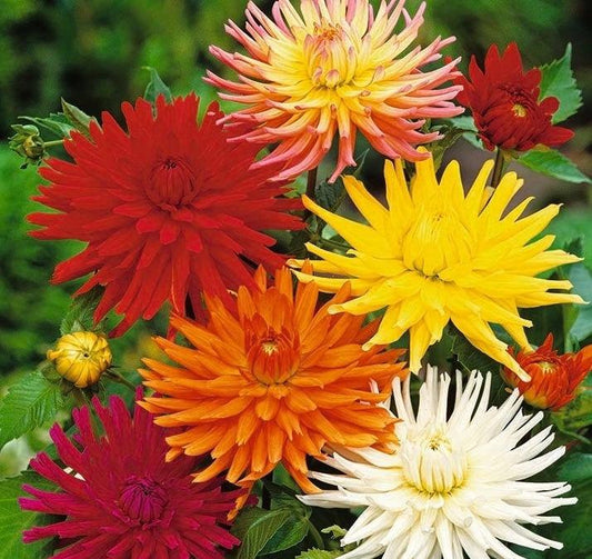 Dahlia Cactus Flower Mixed Colors 30 seeds - Vesta Market