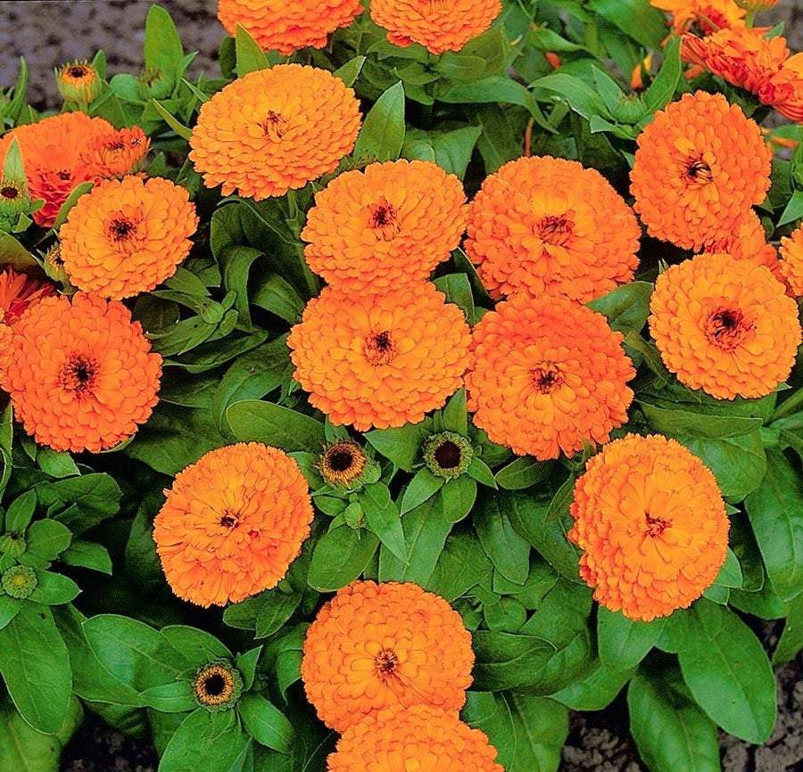Pot Marigold Geisha Girl 50 seeds - Vesta Market