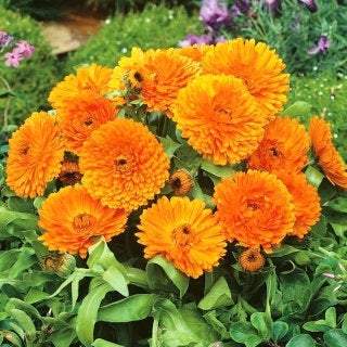 Pot Marigold Geisha Girl 50 seeds - Vesta Market
