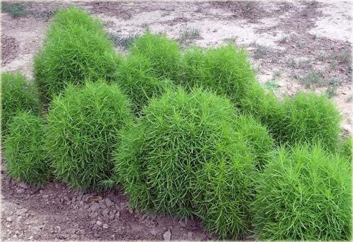 Summer Cypress 500 seeds Vesta Market