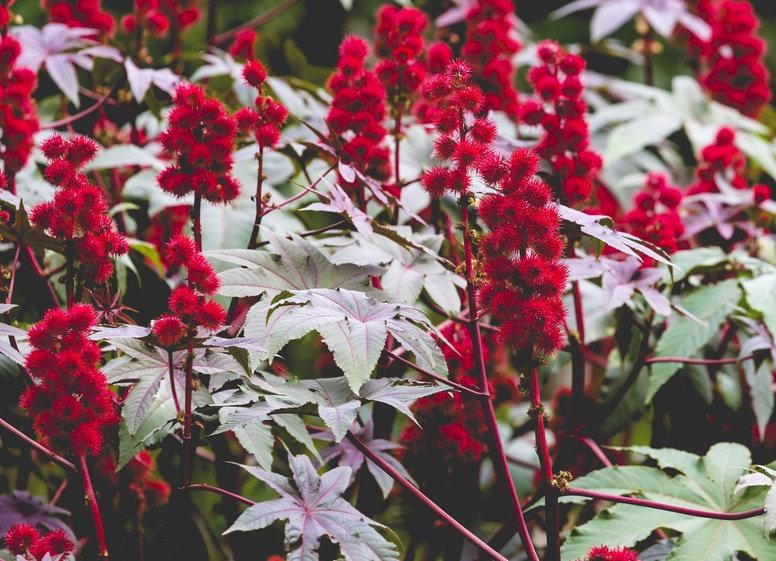 Ricinus Castor Oil Plant 5 Seeds Vesta Market