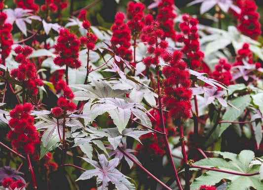 Ricinus Castor Oil Plant 5 Seeds Vesta Market