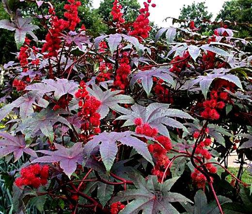 Ricinus Castor Oil Plant 5 Seeds Vesta Market