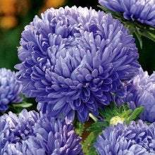 Aster Tall Princess Zefir 100 seeds - Vesta Market