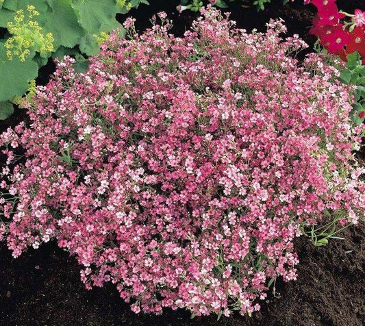 Creeping Baby's Breath Flower Pink (Gypsophila) 100 seeds. - Vesta Market