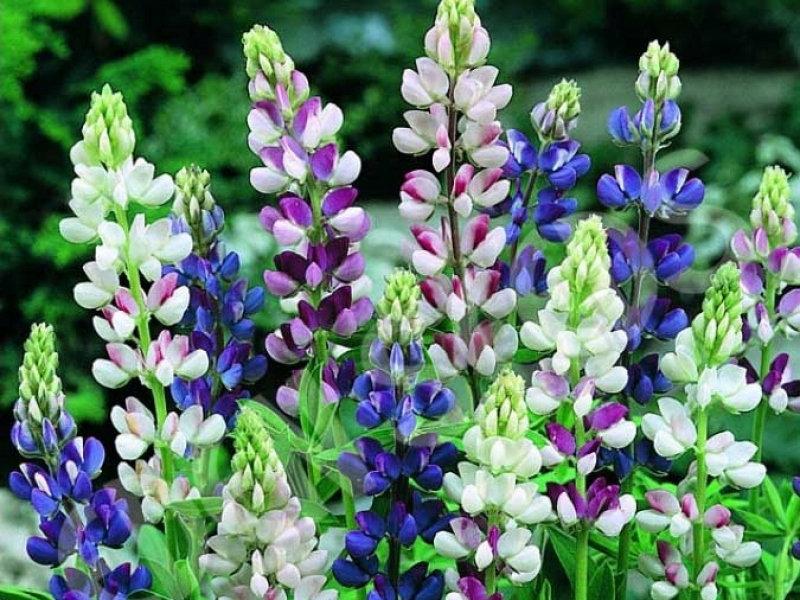 Lupine Summer Mix colors 50 seeds - Vesta Market