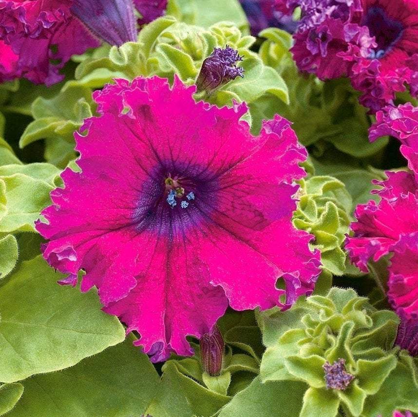 Petunia Jagged Flowers Purple 80 seeds - Vesta Market