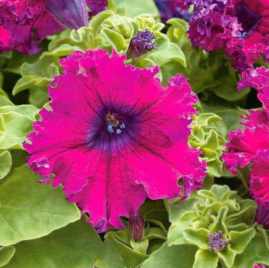 Petunia Jagged Flowers Purple 80 seeds - Vesta Market