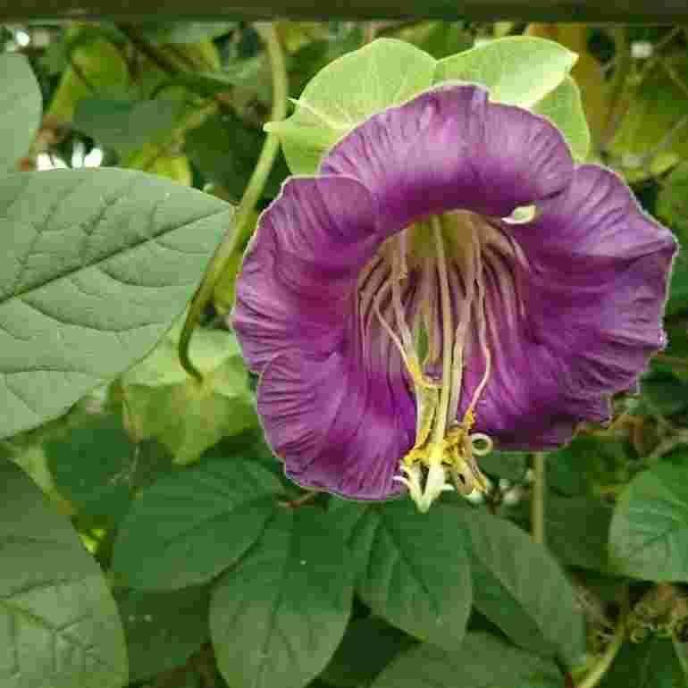 6 seeds Cathedral Bells PURPLE Climbing Kobea - Vesta Market