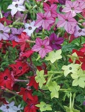 Jasmine Tobacco Flower 500 seeds - Vesta Market