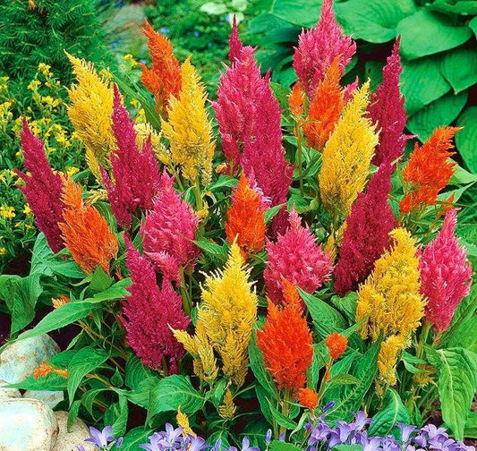 Pinnate Celosia Mixed Colors 50 Seeds - Vesta Market