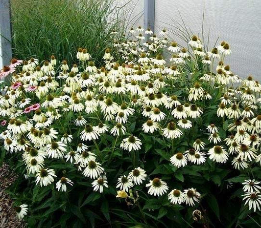 White Swan Coneflower 100 seeds Vesta Market