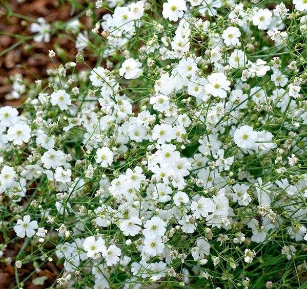 Creeping Baby's Breath Flower (Gypsophila) White 200 seeds. - Vesta Market