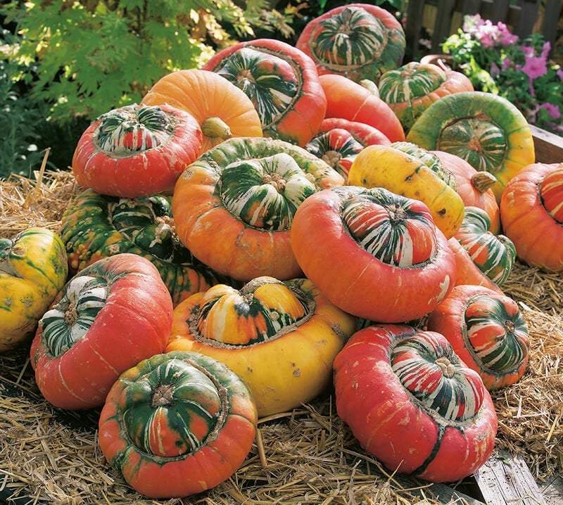 Pumpkin - Turkish Turban - 10 seeds - Vesta Market