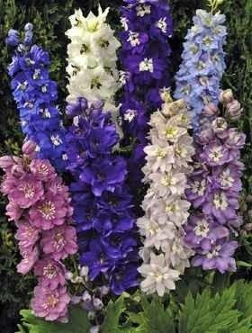 Pacific Lark 100 Seeds - Vesta Market