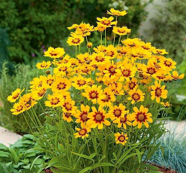 Plains Coreopsis 200 seeds - Vesta Market