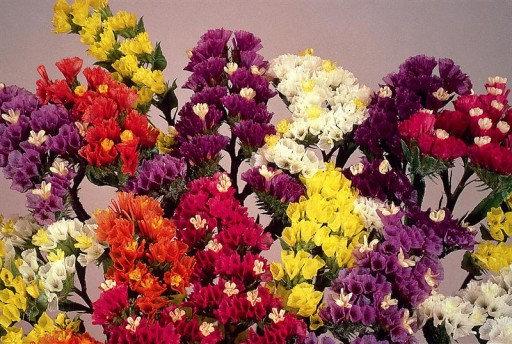 Statice Flower Mixed Colors 25 seeds Vesta Market
