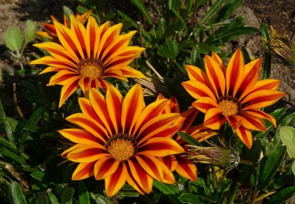 Shiny Gazania Mixed Colors 100 seeds Vesta Market