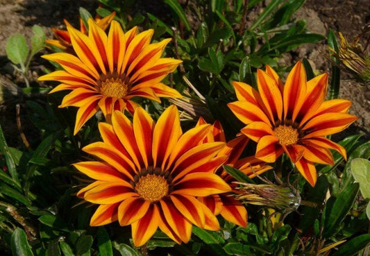 Shiny Gazania Mixed Colors 100 seeds Vesta Market