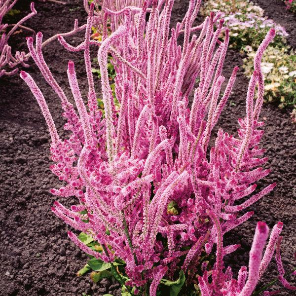 Russian Statice Flower 200 seeds Vesta Market