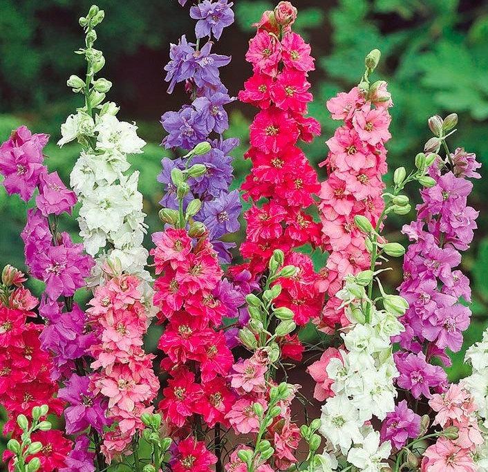 Summer Larkspur 200 seeds Vesta Market
