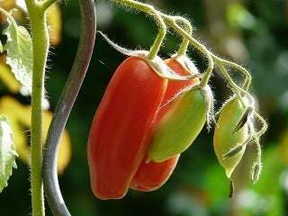 Organic non-GMO Italian San Marzano 2 tomatos Seeds 0.5g - Vesta Market