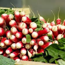 18-day Radish De dix-huit jours 300 seeds - Vesta Market