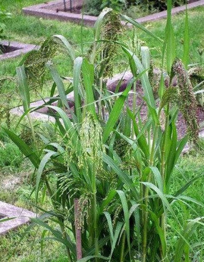 Panic Grass (Panicum violaceum) 400 seeds - Vesta Market