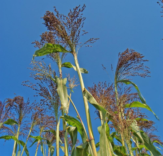 Panic Grass (Panicum violaceum) 400 seeds - Vesta Market