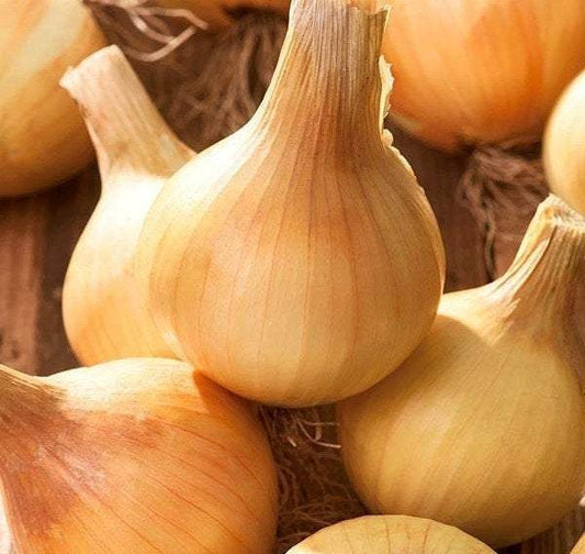 Onion Wolska 400 Seeds - Vesta Market