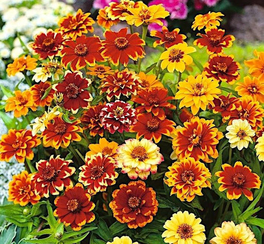 Persian Carpet Zinnia Flower 50 Seeds - Vesta Market