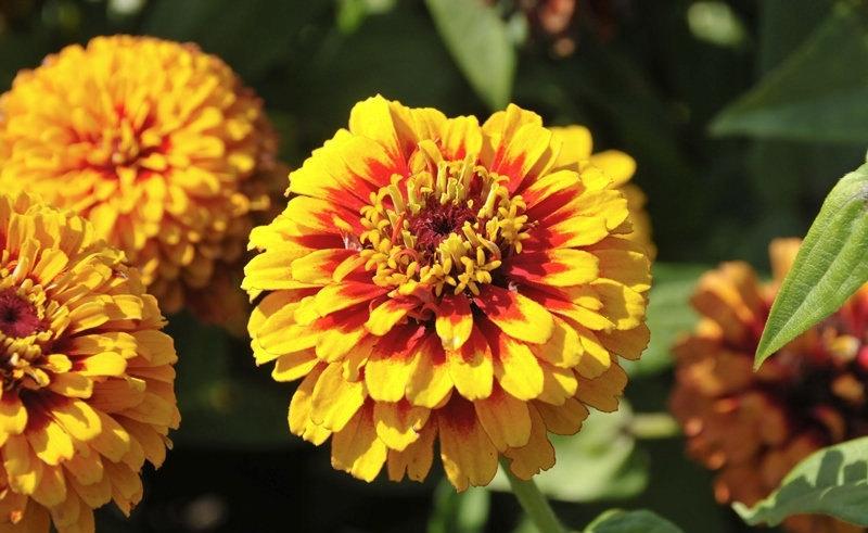 Persian Carpet Zinnia Flower 50 Seeds - Vesta Market