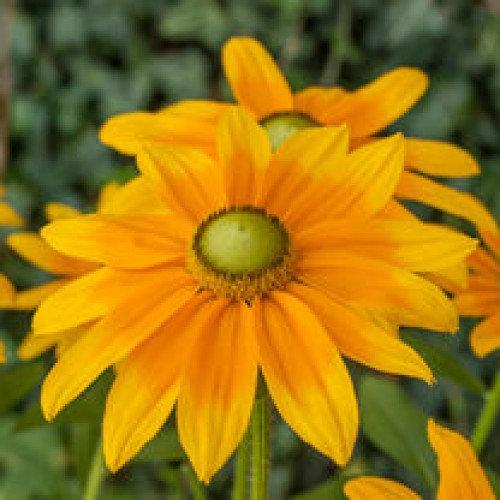Rudbeckia Green Eyes 50 Seeds Vesta Market