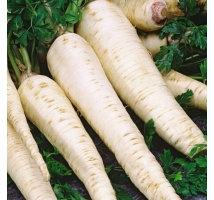 Parsley Root 1000 Seeds - Vesta Market