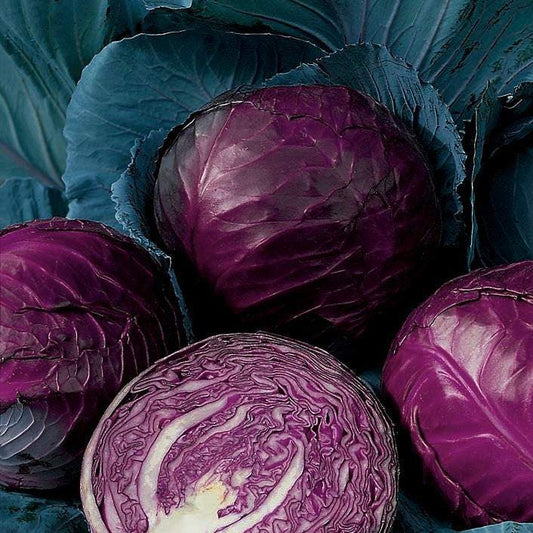 Red Cabbage Koda 800 seeds Vesta Market