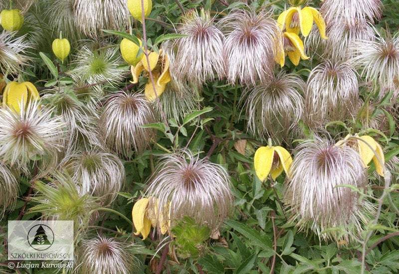 Tangy Clematis Seeds Vesta Market