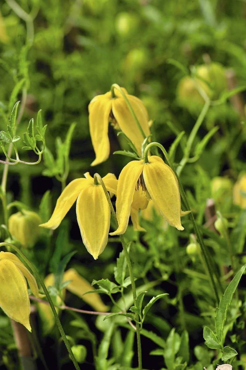 Tangy Clematis Seeds Vesta Market