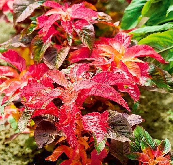 Amaranth Tricolor 50 Seeds. - Vesta Market