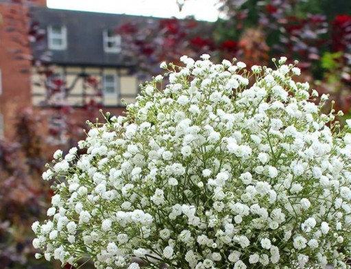 Baby's Breath Flower (Gypsophila) 200 seeds. - Vesta Market
