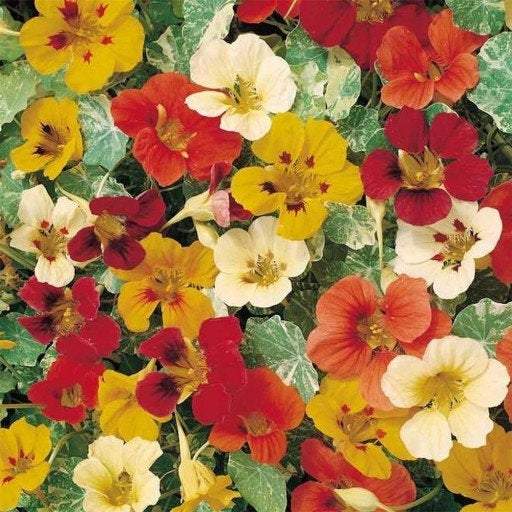 Climbing Nasturtium Mixed Colors 20 seeds - Vesta Market