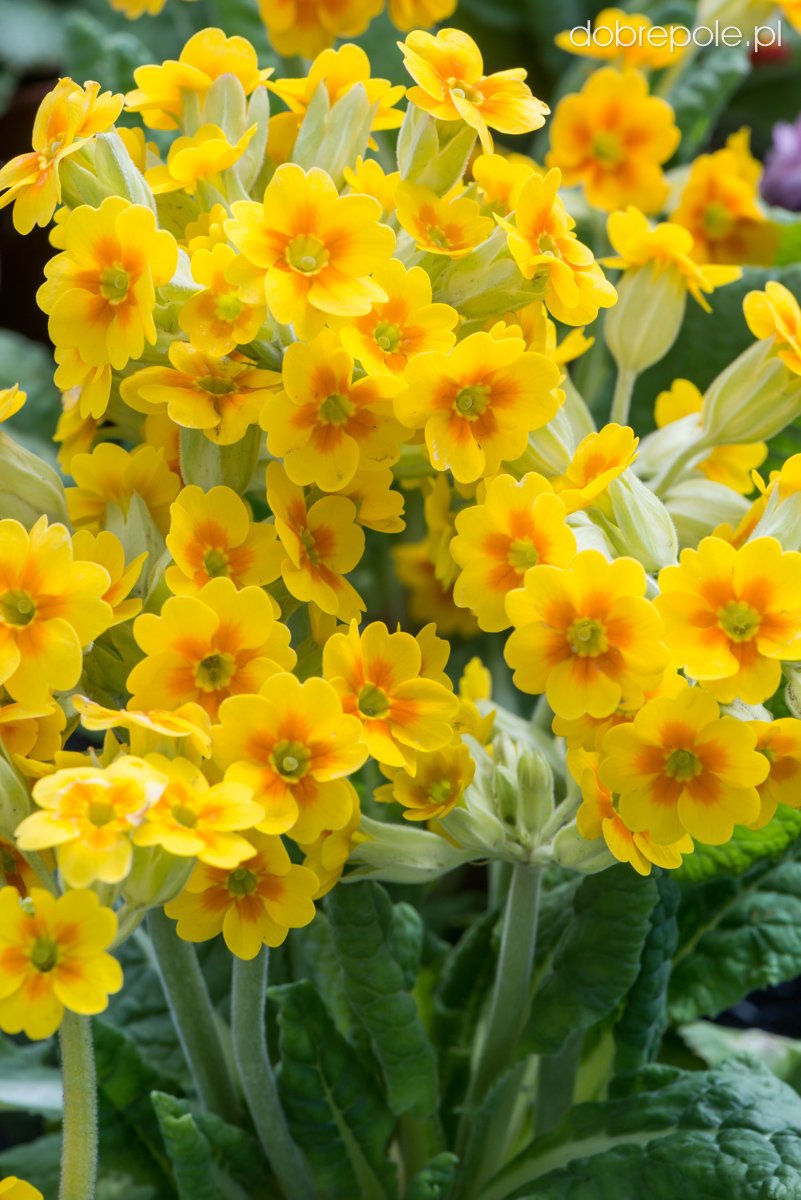 Cowslip Primrose Yellow 100 seeds - Vesta Market
