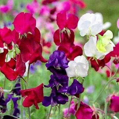 Fragrant Lathyrus Odoratus seeds - Vesta Market
