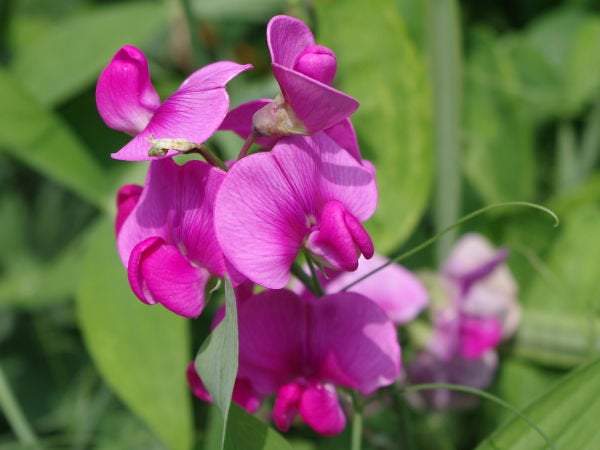 Fragrant Lathyrus Odoratus seeds - Vesta Market