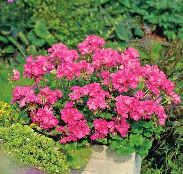Geranium Pink Pelargonium 10 Seeds - Vesta Market