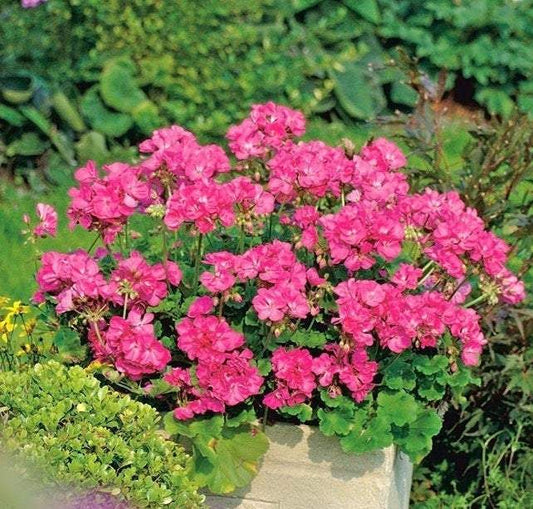 Geranium Pink Pelargonium 10 Seeds - Vesta Market