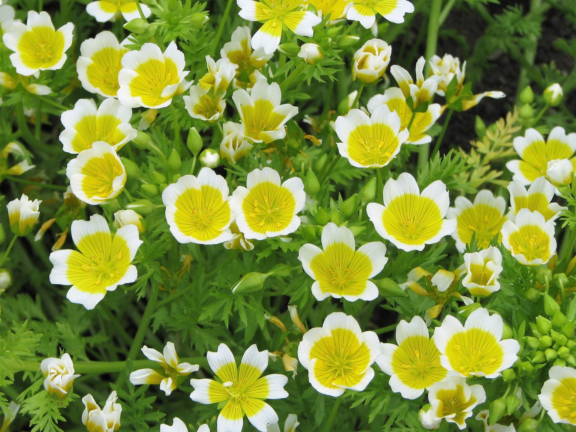 Limnantes Yellow and White Seeds - Vesta Market