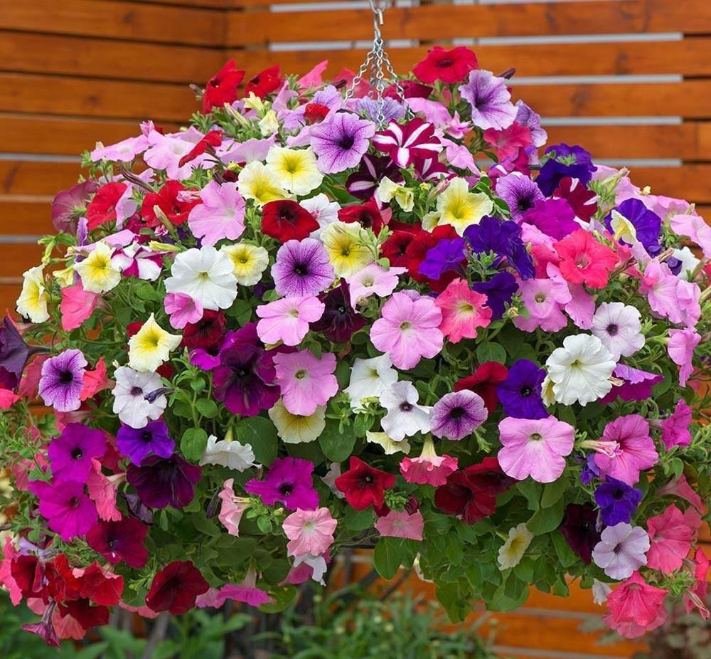 Climbing Petunia Mixed Colors 100 seeds. - Vesta Market
